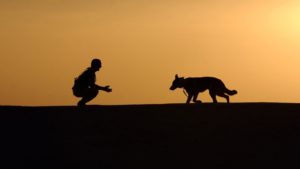 dog-trainer-silhouettes-sunset-38284-1-1140x642